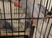 Violet clear tail dna Tested ringneck