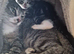 2 Beautiful Kittens