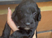 Beautiful litter of 6 cockapoo’s