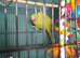 Young Indian ringneck