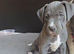 American staffordshire terrier Puppys looking for new home!