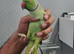Indian Ringneck parrot