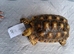 Sulcata adult females