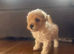 Holistic Malipoos for sale