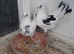Fancy pigeons for sale