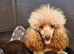 Gorgeous KC REG chocolate toy poodle pups