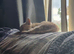 2 kittens for sale