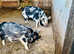 2 kunekune boars ready for breeding
