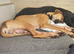 Beautiful puppies for sale