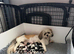 Lhasa apso puppies