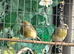 Variegated canary hens