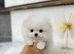 Beautiful Pomeranian puppies ready to leave now