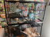 2 6month old boy gerbils with huge set up