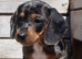 Miniature dachshund puppies 3 left.