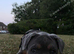Dogue de Bordeaux in need of loving home