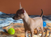 Beautiful Miniature Pinscher Boy