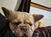 Fluffy French Bulldog - 3 years old