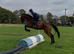 Beautiful bay allrounder