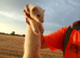 Albino ferrets