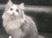 Persian cross Ragdoll male