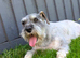 3 year old KC Health Tested Male Looking For a Home
