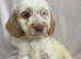 Cockapoo puppies