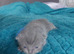 British shorthair kittens