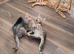 Bengal kittens - 2 grey boys available