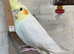 Lovely lutino hen