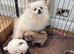 Teddy bear face puppy Pomeranian