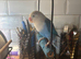 Love bird semi tame