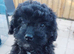 POOCHON PUPPIES IN NI - ONE ONLY REMAINING!