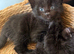 Kittens for sale