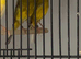 Irish Canary