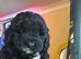 F1B toy cockapoo ready to leave 3 left