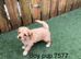 Stunning litter of Cavachon pups