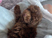 Chocolate toy poodle female