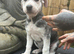 Beautiful 11weeks corso terrier puppies