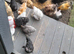 Bantam chickens