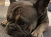 Popeye the French bulldog