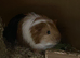 4 male guinea pigs