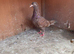 2 red pigeons