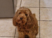 Gorgeous Cockapoo Puppies looking for their forever home - Cheltenham in Cheltenham