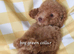 Stunning poodles SMALL