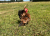 4 month old Serama Cockerel looking for a new home