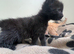 Beautiful really social kittens used to kids and dogs