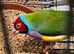 5 gouldian finch