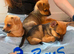 Girl left Jack Russell cross Pomeranian