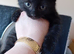 8 week old kittens