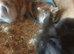 3 Dutch/lion head girls